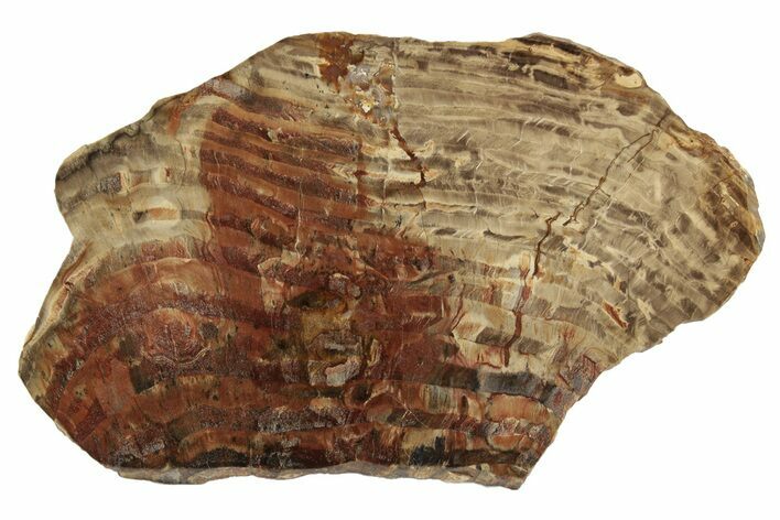 Polished Oligocene Petrified Wood (Pinus) - Australia #247843